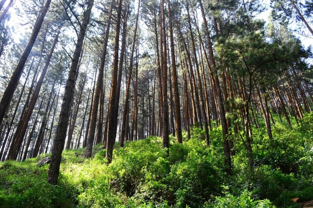 tall trees, pine trees, tress-262579.jpg